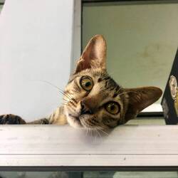 Wachhund im Supermarktregal