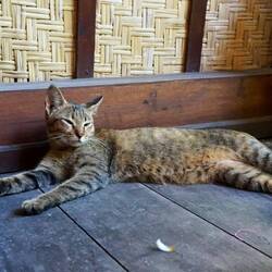 Unsere eigene Hauskatze