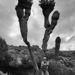 The Giant Groundsel is an endemic plant, who grows only on the rooftop of Africa!