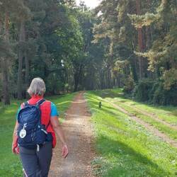 Hier verschwindet der Neiße Deich im Wald!