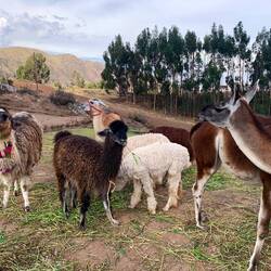 Feeding the llamas - such fun