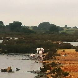 Nicht pink, aber trotzdem schön