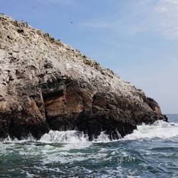 Suchbild: Wo sind die Pinguine?