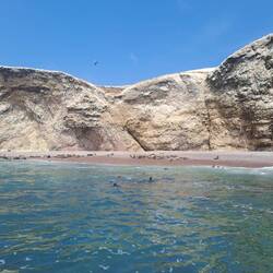 Strand voller Seelöwen