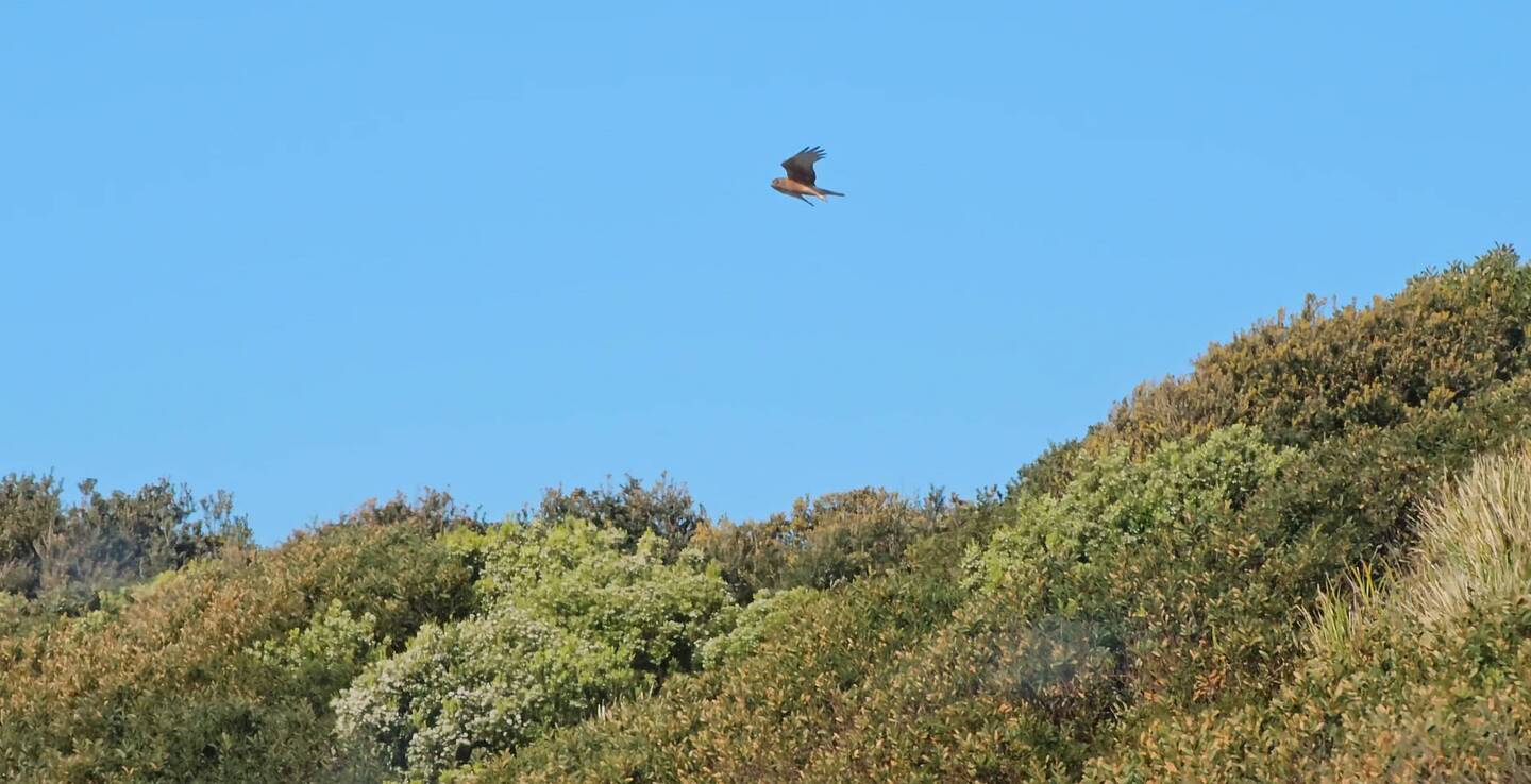 Hunting along the sand dunes