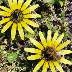 Bee on a flower