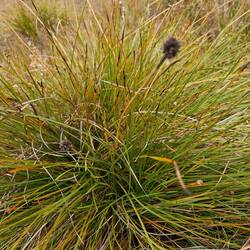 Button Grass