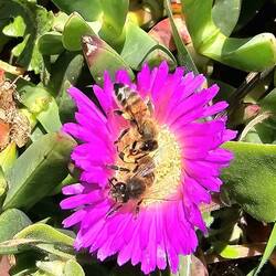 Bees on a flower