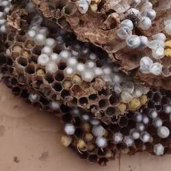 Bee larvae for sale at truck stop