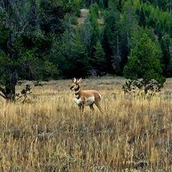 Antilope d'Amérique