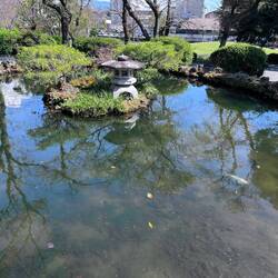 Carp Swim in Pool at Shinto Shrine