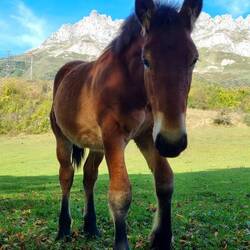 Nette Begrüssung kurz vor Posada de Valdón. Wer kommt denn hier vorbei?