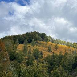 Golden bracken