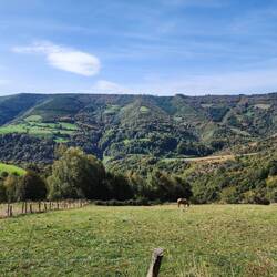 Lone horse in a pasture