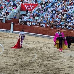 early stage of the bull fight