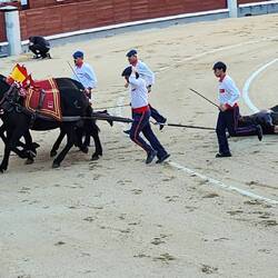 the bull is dead and pulled off the bull ring