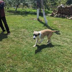 Central Asian Shepherd Dog