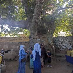 The centuries old tree, another pilgrim site