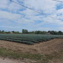 Lavendelfeld hinter Orange