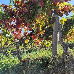 grape leaves changing color