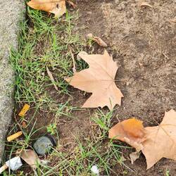 leaf from a sycamore tree
