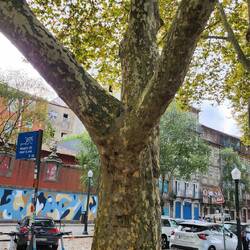 Sycamore tree...common in Porto