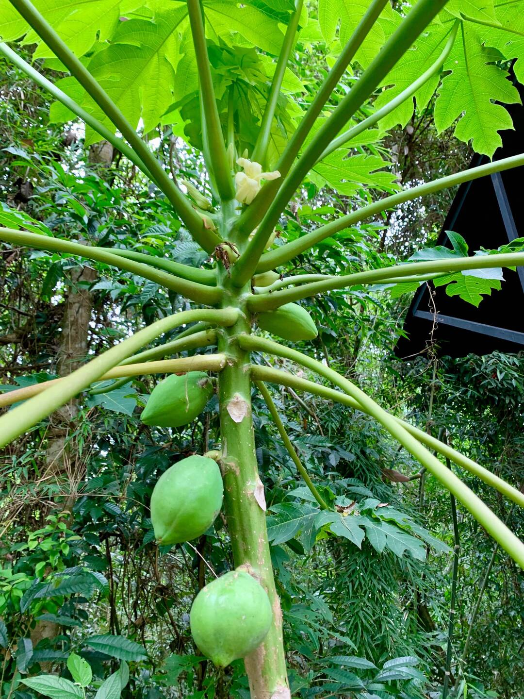 Papaya