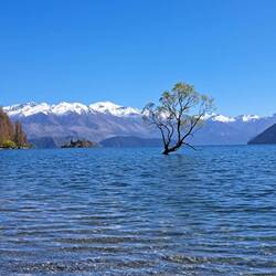 Der Wanakatree, steht allein im See
