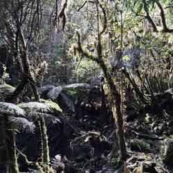 Durch den urigen Regenwald hin zum Fox Gletscher