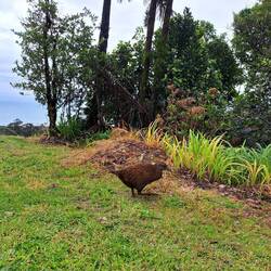 Zeuge und Hauptverdächtiger: ein Weka