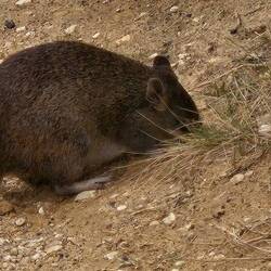 kaninchrnkänguru ( bendigood)