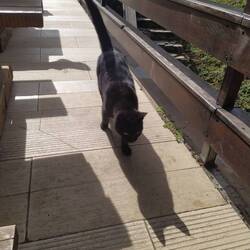One of the two national park cats