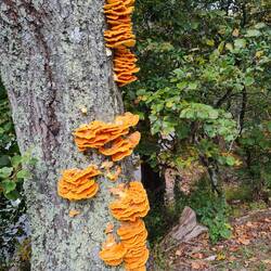 Chicken of the wood. Der Pilz soll nach Hühnchen schmecken.
