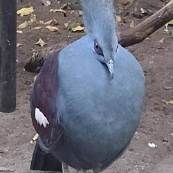 Surprisingly one of the staff at bird kingdom said that this bird was actually a type of pigeon.
