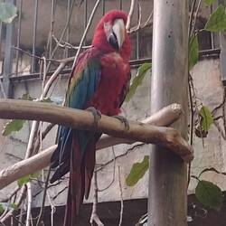 A scarlet macaw.