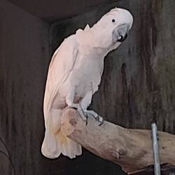 Cockatoo