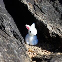 tiny bunny found in a crevice in a rock in off the bank of the river