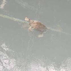 Auch die Schildkröten halten sich in diesem Wasser auf