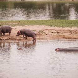 Heute sehen wir einige Hippos an Land...