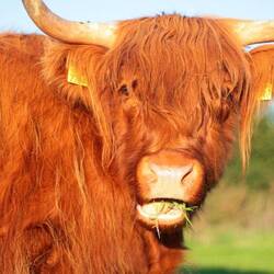 Another of Andrew's coos