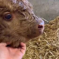 This little coo was only a few hours old