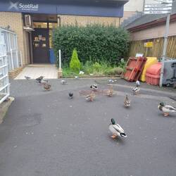 The staff at the rail station feed the ducks every morning. They did not want to get out of my way.
