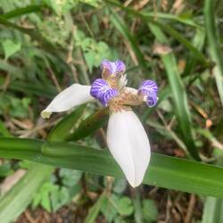 Iris 😍
