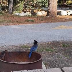 Besuch am Stellplatz C3 - Riverside Parking. Er gehört auf jeden Fall zu den Schopfhäher.