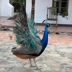 Und dann gibt es noch diese zauberhaften Wesen