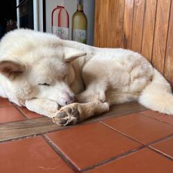 Drei dieser Akitas "bewachen" das Gelände