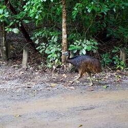 Ein Cassowary - Nicht ungefährlich