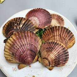 The shells are beautiful.