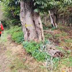 Sometimes the arrows are on a tree.