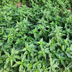 Stinking, stinging nettles!